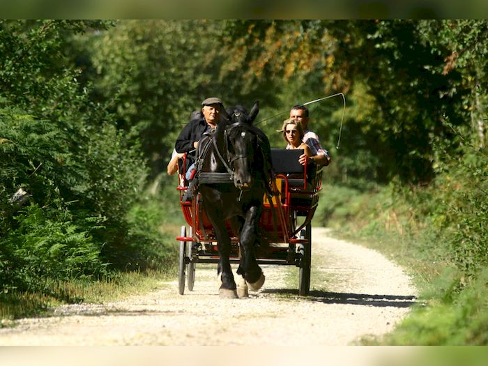 Alpes mancelles Aventures attelage